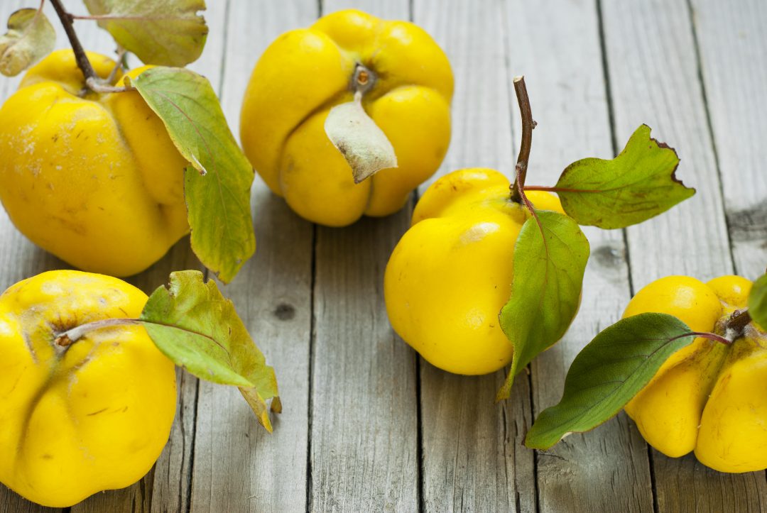 Saisonkalender - September - regional - saisonal kochen und backen - quitten - steckrüne - pastinake